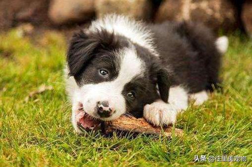 边牧智商相当于小孩儿几岁,边牧8岁智商