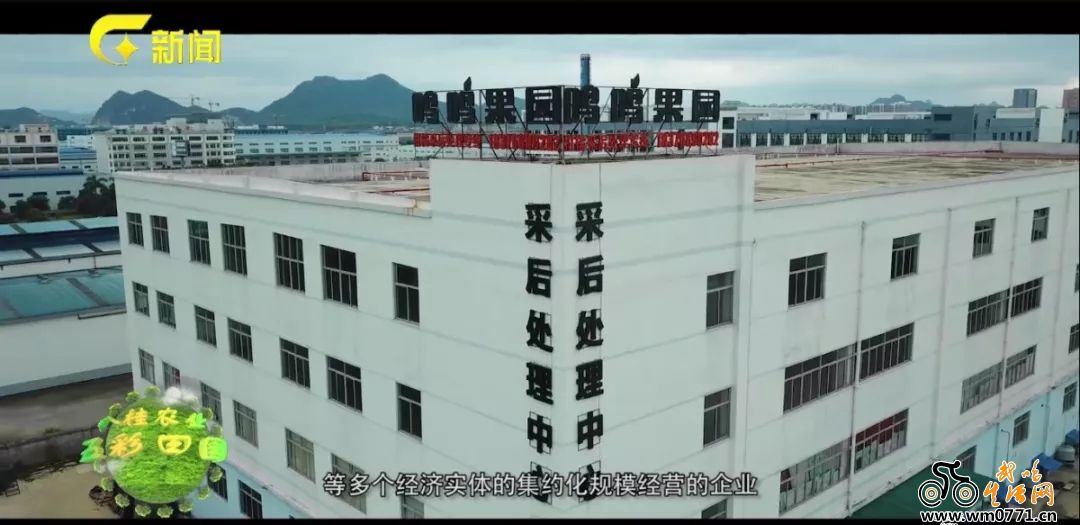 武鸣沃柑怎么火的,武鸣双桥沃柑今日价