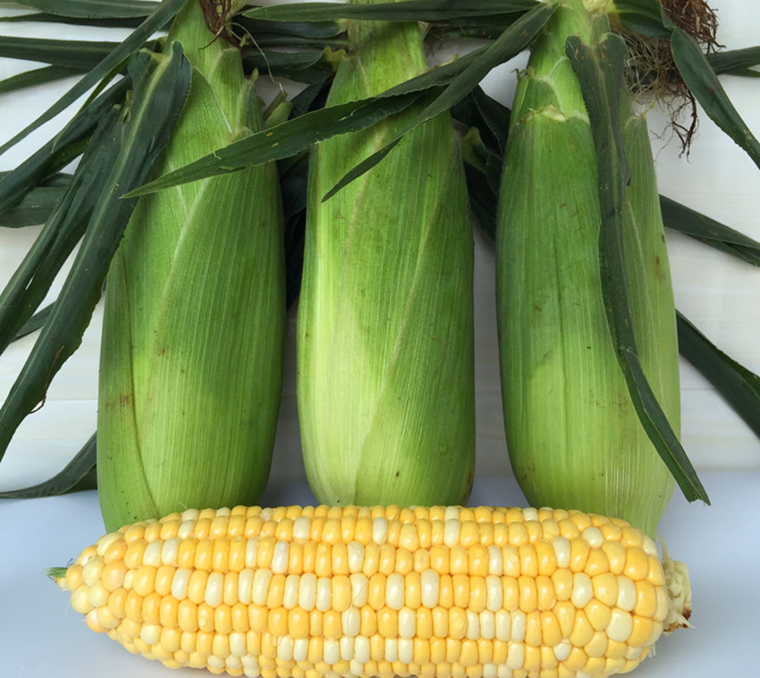 农村土地种植什么比较赚钱,在农村种植或养殖什么比较赚钱