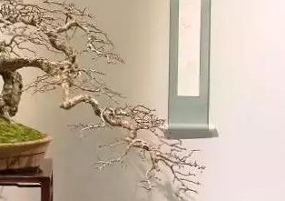 飘枝在盆景中真的很重要吗,飘枝与跌枝同时具备的盆景