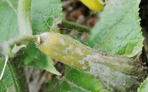 夏季黄瓜白粉病,黄瓜白绢病