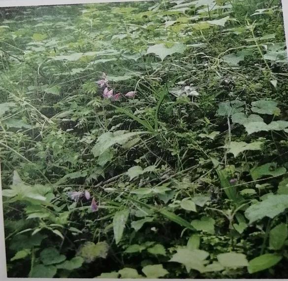 收敛止血的中成药有哪些,止血收敛的药有哪些