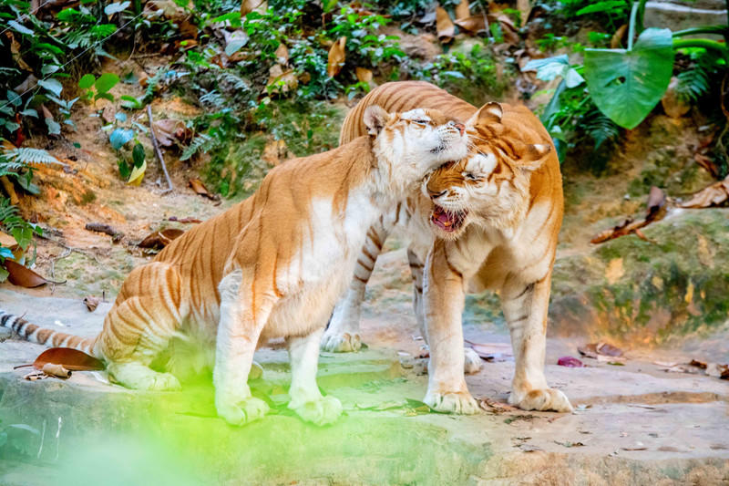 广州长隆野生动物世界的游玩攻略,广州长隆野生动物世界一日游回顾