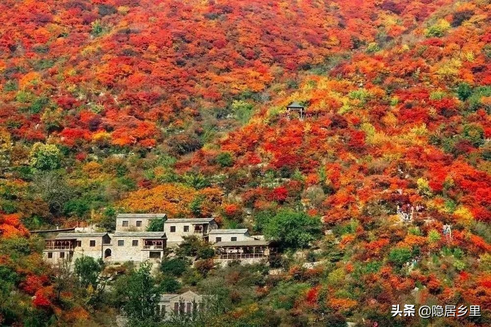 亲子京郊游红叶,国庆去北京看红叶攻略