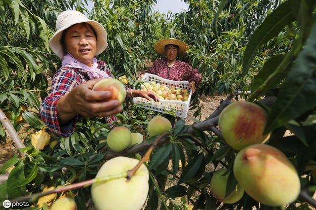 桃树流胶严重导致树死,桃树树干流胶病的治疗方法