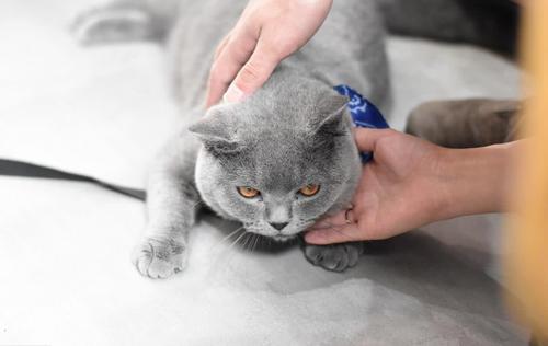 猫咪得猫癣一定会传染给人吗,脚气会不会传染给猫形成猫癣