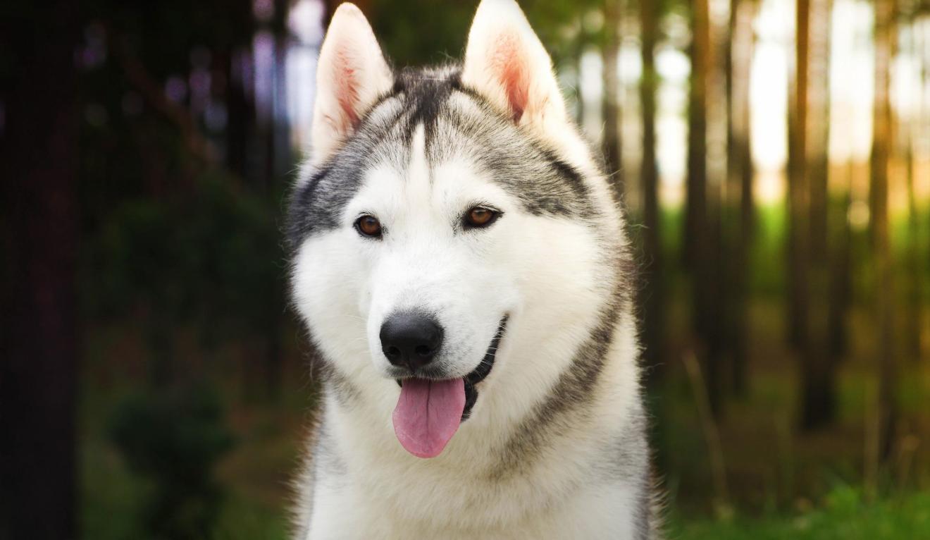 狗狗皮肤有真菌感染给它擦什么药,狗狗皮肤病治疗后皮肤变黑怎么办