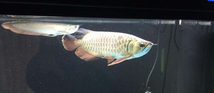 龙鱼幼鱼期怎么分辨金龙还是红龙,20公分龙鱼怎么区分金龙红龙