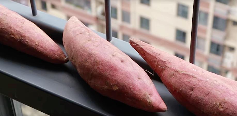 保存大量红薯种的方法,保存红薯正确的方法不发霉不变质