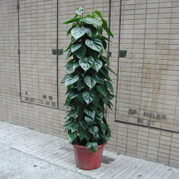 既好养活又长得快便于观察的绿植,叶片可以长很长的绿植