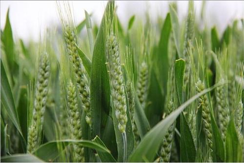 在家包田一年挣多少钱,在家包地种豆角挣钱吗