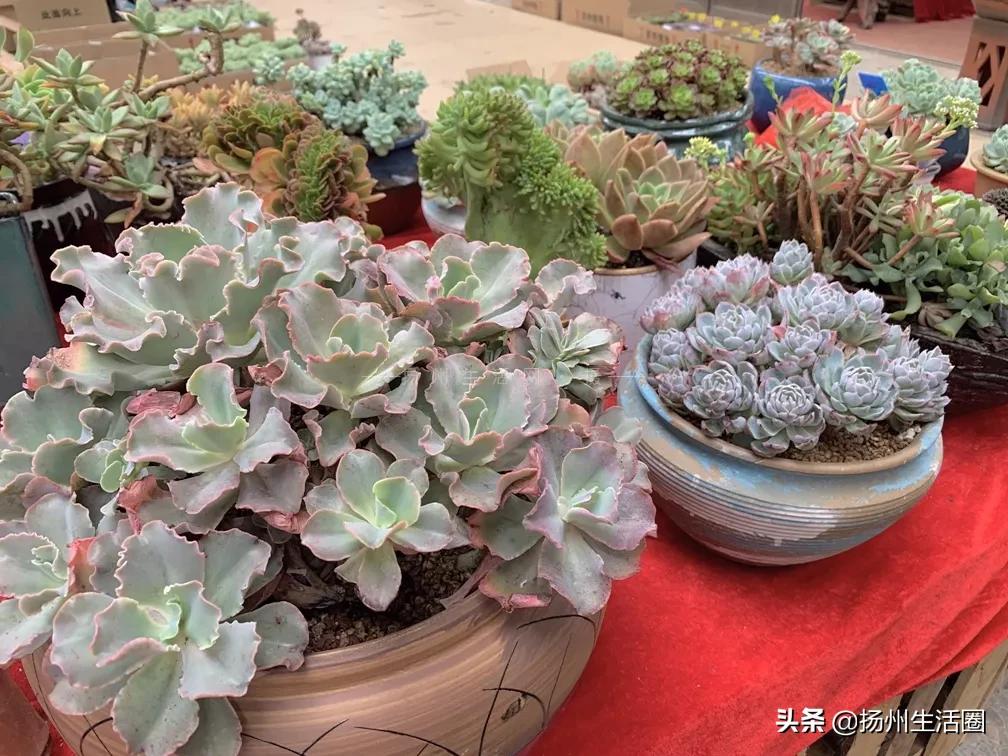 扬州花卉市场大全,扬州西区花卉市场