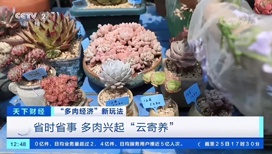 多肉的“情绪治愈”生意：网店老板月入5万，老师、医生争相购买