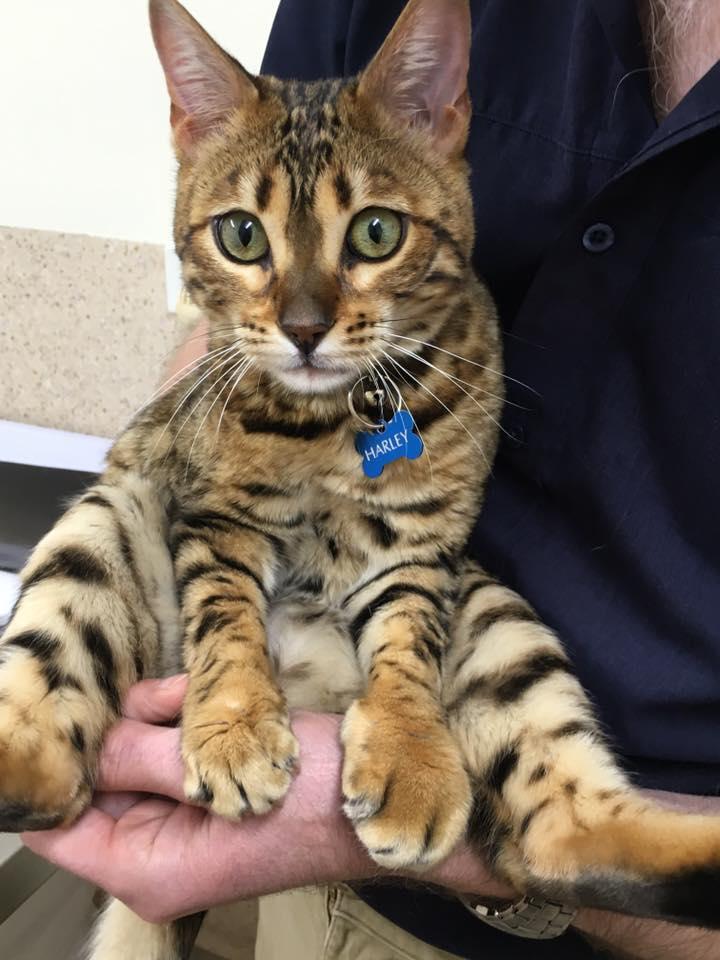 猫咪被蜜蜂蛰了伤口有脓头,猫咪被蜜蜂蛰了的图片