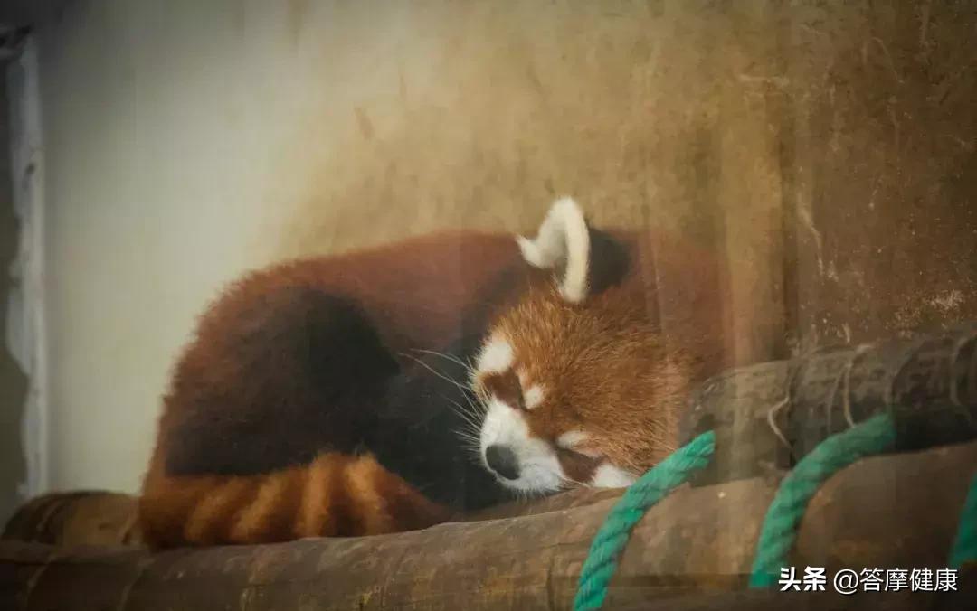 失眠严重睡不着休息最好方式,长期失眠身体无力看什么