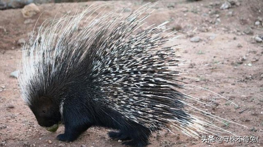 母刺猬会不会扎小刺猬,刺猬会不会生小刺猬