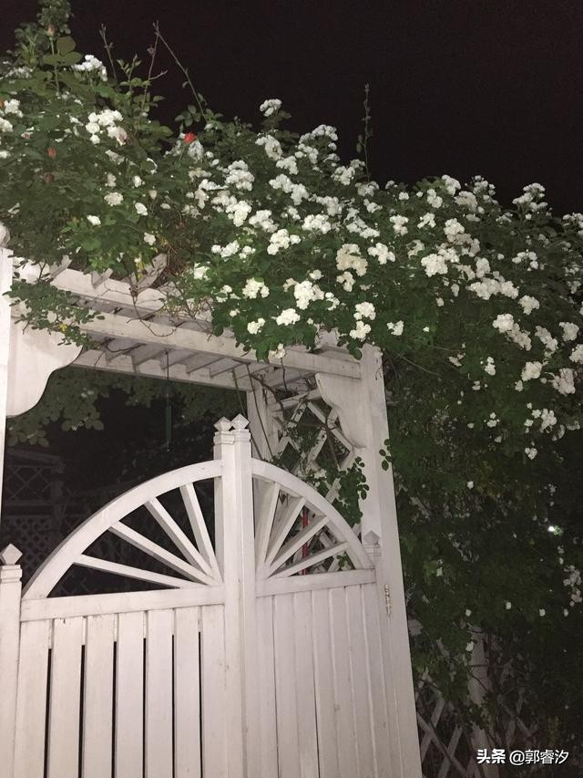 中医治白血病有多少成功案例,白血病治愈老中医