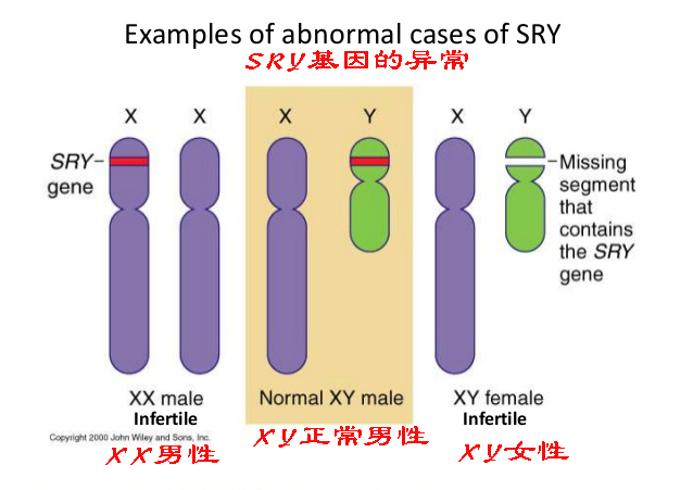 y染色体为何正在逐渐消失,y染色体和x染色体哪个存活时间长