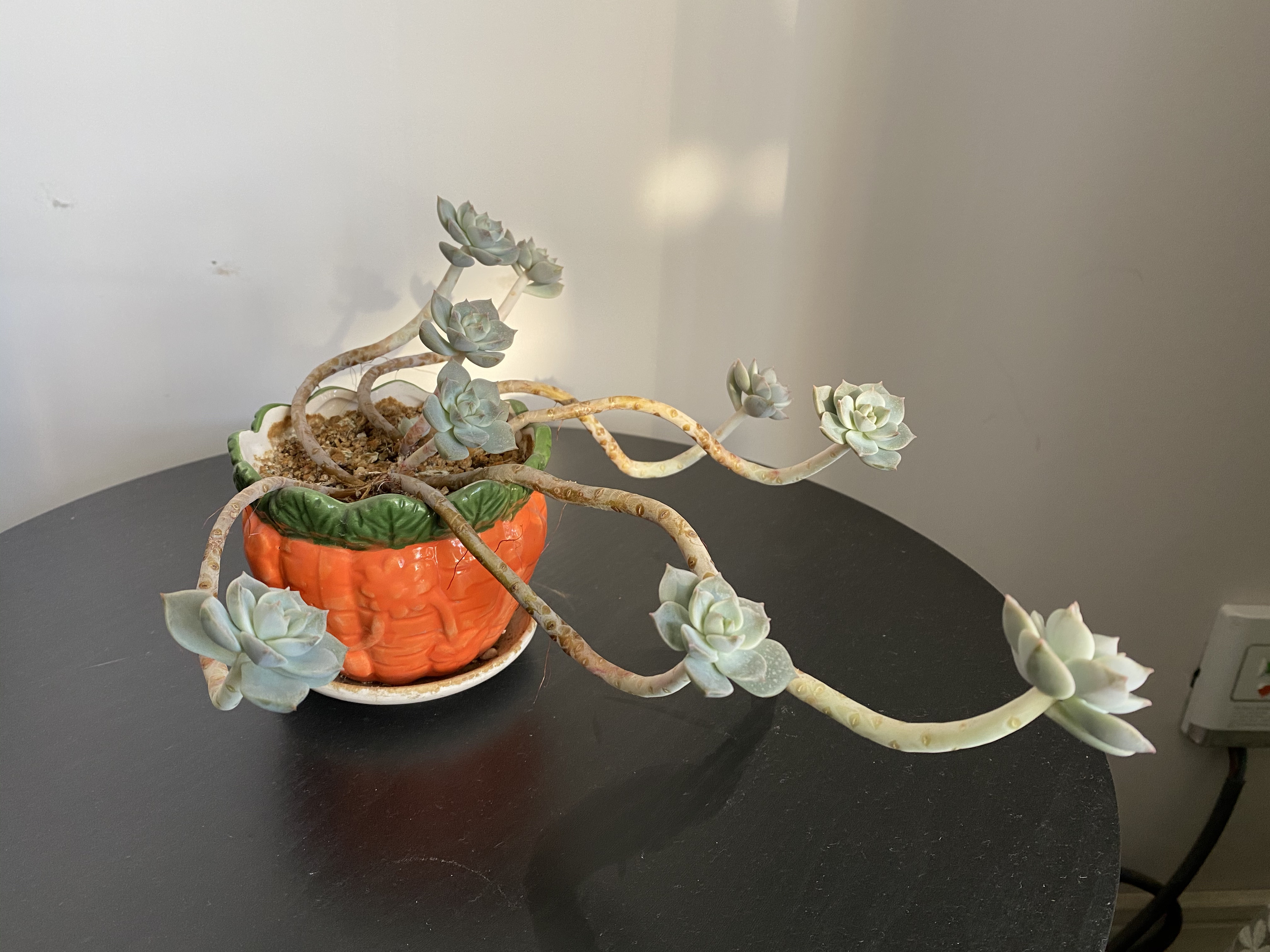 徒长的多肉怎样变悬崖桩,徒长了的多肉怎么处理