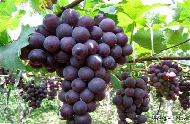 巨峰葡萄种植技术和管理,巨峰葡萄栽培技术全过程