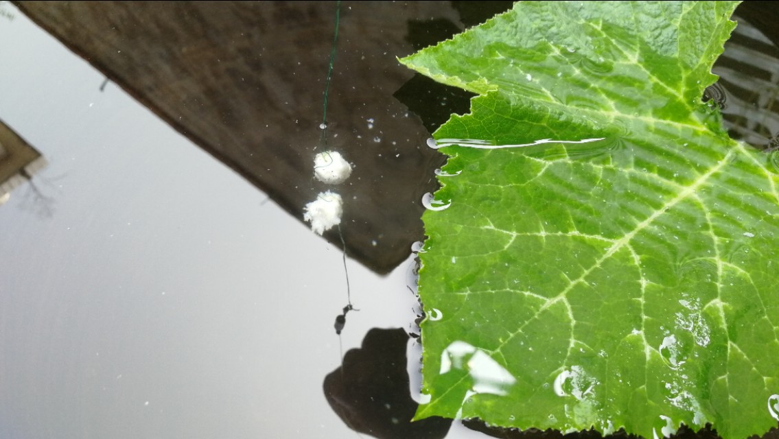 天气冷鱼口轻怎么调漂,新手钓友看完也能会的调漂技巧