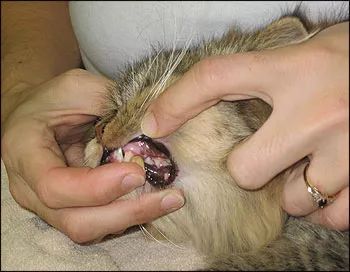 猫咪得了牙病非常危险，本文教你3步快速，让你的猫咪习惯刷牙