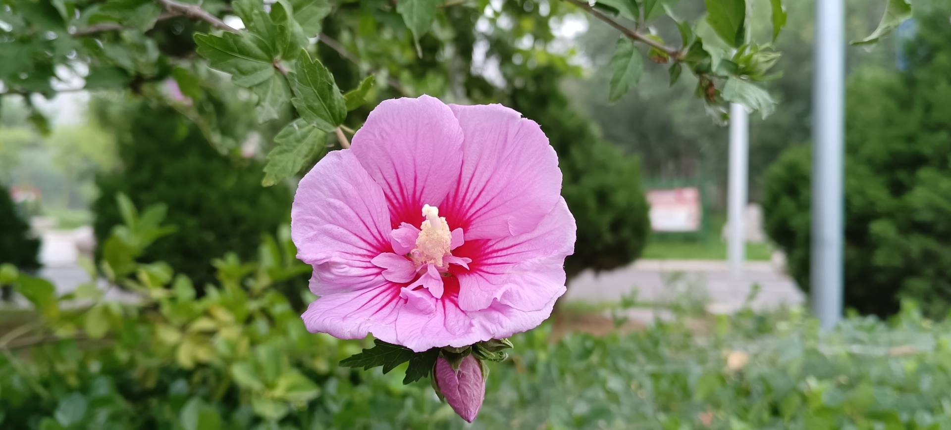 荣耀50se值得入手吗,荣耀50se值得入手吗现在