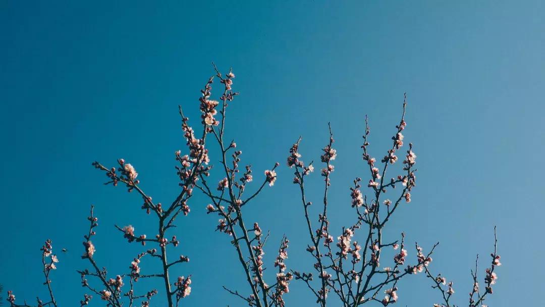 关于诗酒花茶的诗词大全,品茶唯美古诗词