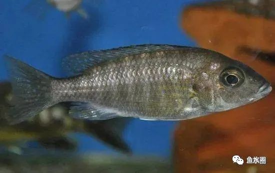 三湖慈鲷马鲷孔雀珍珠系能长多大,三湖慈鲷之孔雀