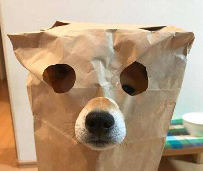 遇到猛犬如何赶走,带小孩遇见狗怎么自救