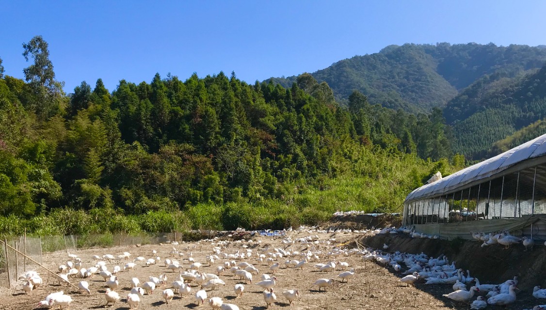 【建州风情】闽源人梨山麓的木樨,犀白鱼采风行！