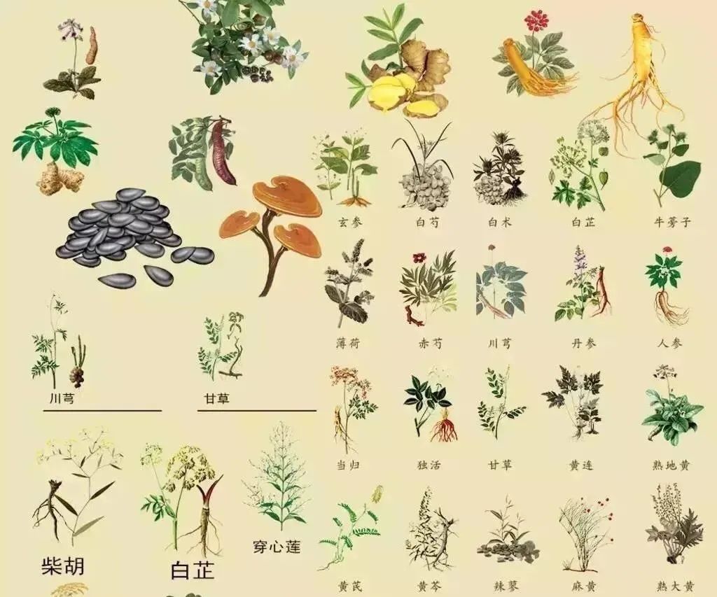 渔药标准解读系列,渔药标准