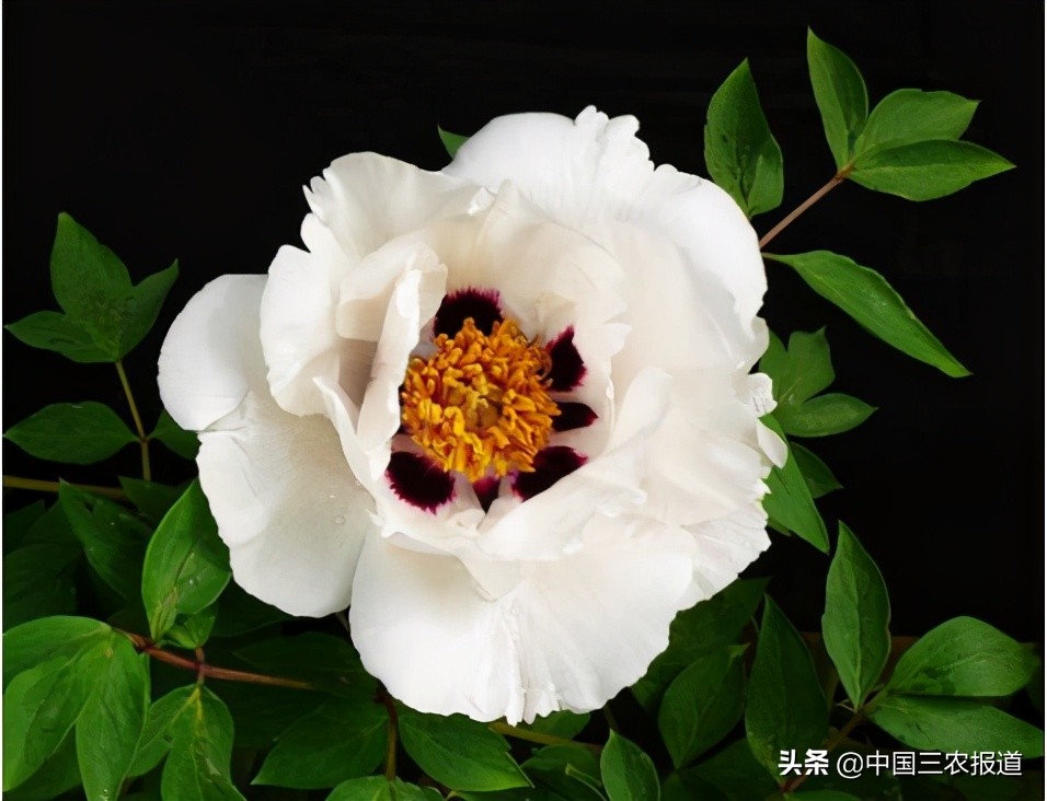 牡丹如何通过栽培增加其观赏价值,牡丹种植的价值