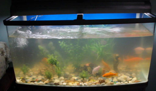 裸缸水质浑浊如何打造空气缸,鱼缸开缸水质怎么改善