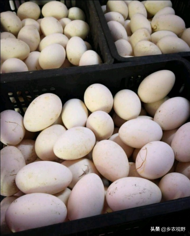 蛋鹅养殖前景如何,蛋鹅的养殖成本及利润