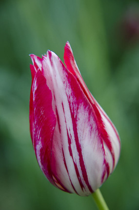 郁金香花之女王,素有花之女王之称的郁金香