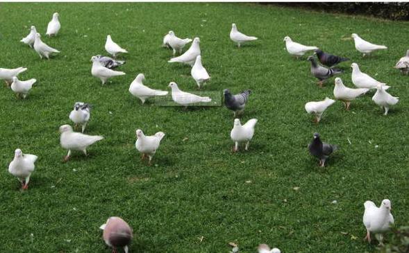 单眼伤风是支原体还是衣原体,单眼伤风和鹦鹉热是同一种衣原体