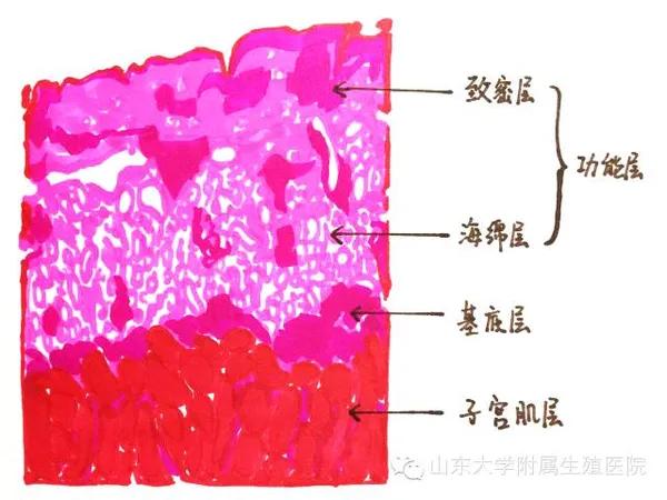 子宫内膜厚卵子容易着床吗,子宫内妊娠胚胎存活
