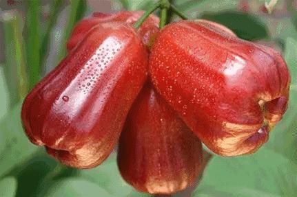 增城金叶子半山温泉，宛若漫步仙境！住温泉房，叹两餐+果园采摘