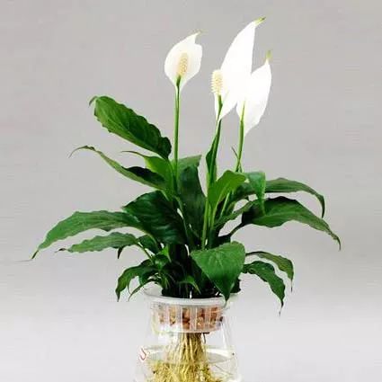 全部金木水火土五行五系植物介绍,五种植物代表五行