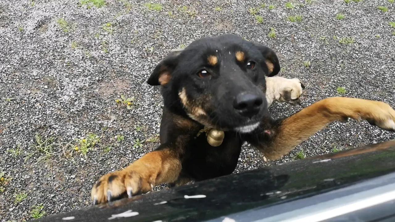 小路虎是指哪款车,小路虎电动车