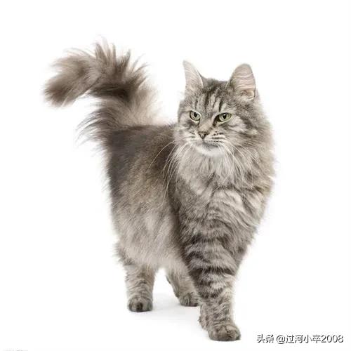 家里的小猫咪作文,家里的小猫咪丢了怎么找回来