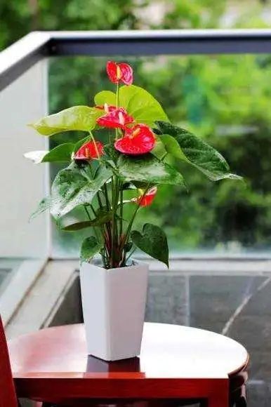 红掌花姿奇特美妍,花苞似佛焰,叶片翠绿欲滴,最佳室内盆栽