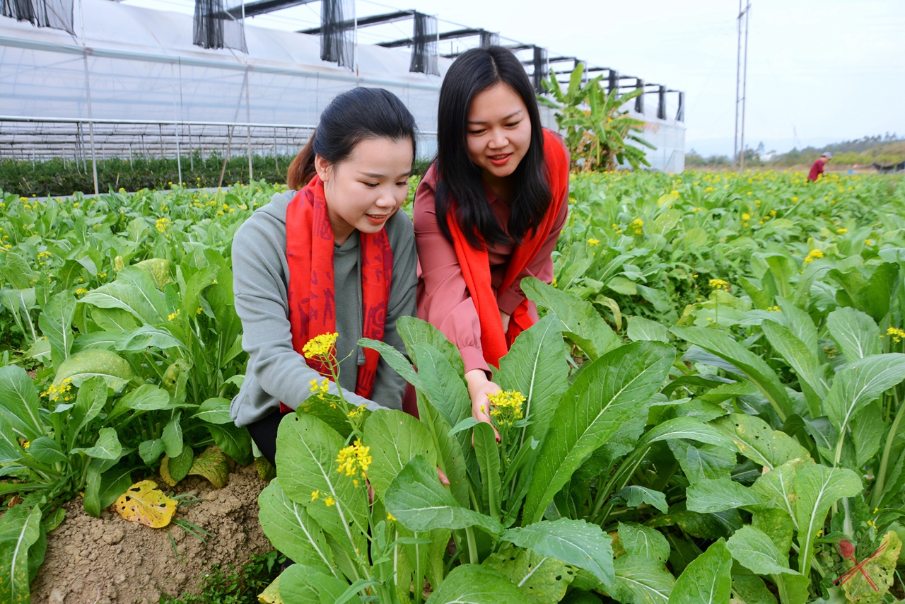 广东人过年必吃的青菜,广东人年夜饭必有的一道菜