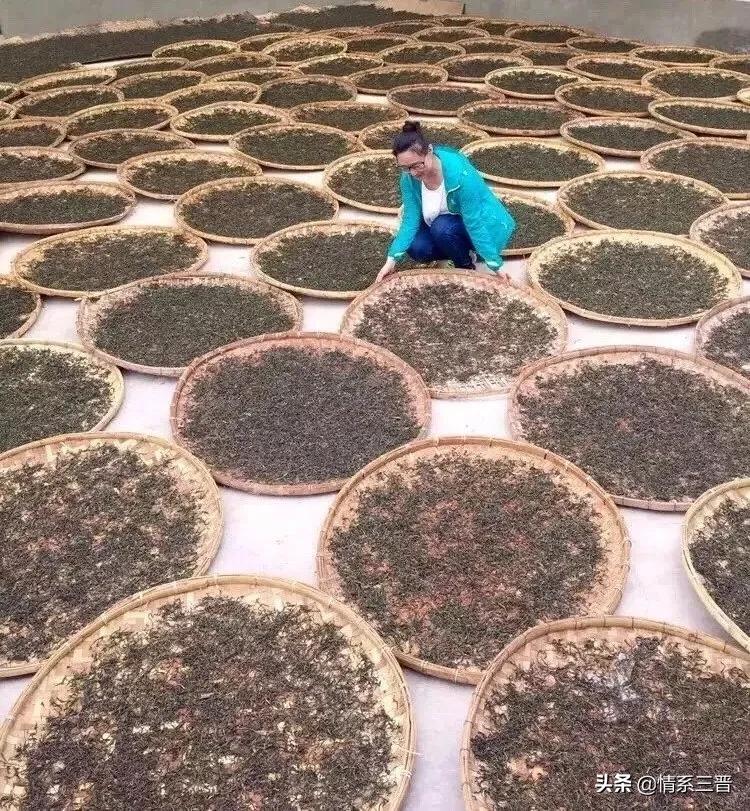 普洱茶产区攻略,好喝的普洱茶产区推荐图