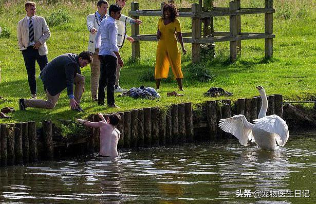 当“村霸鹅”前往英国，会不会有另一副景象？鹅：现在请叫我国霸