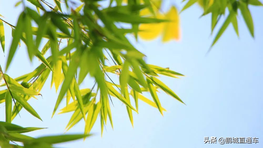 深圳小众主题公园免费,深圳所有景区