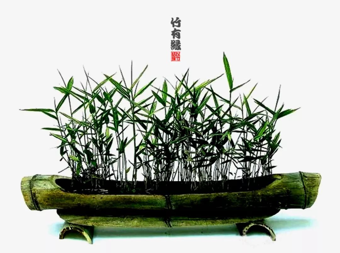 《竹子浇水宝典》竹子浇水是门大学问！