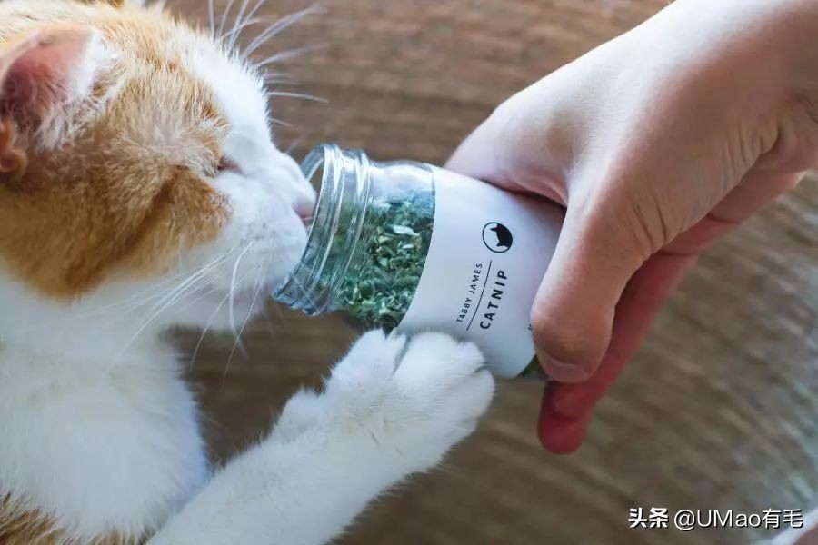 我们败了两款新型“猫*品毒**”孝敬主子，你猜哪种比较受猫欢迎？