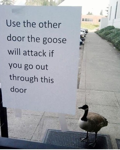 游戏“鹅”生：假如让我当三天鹅